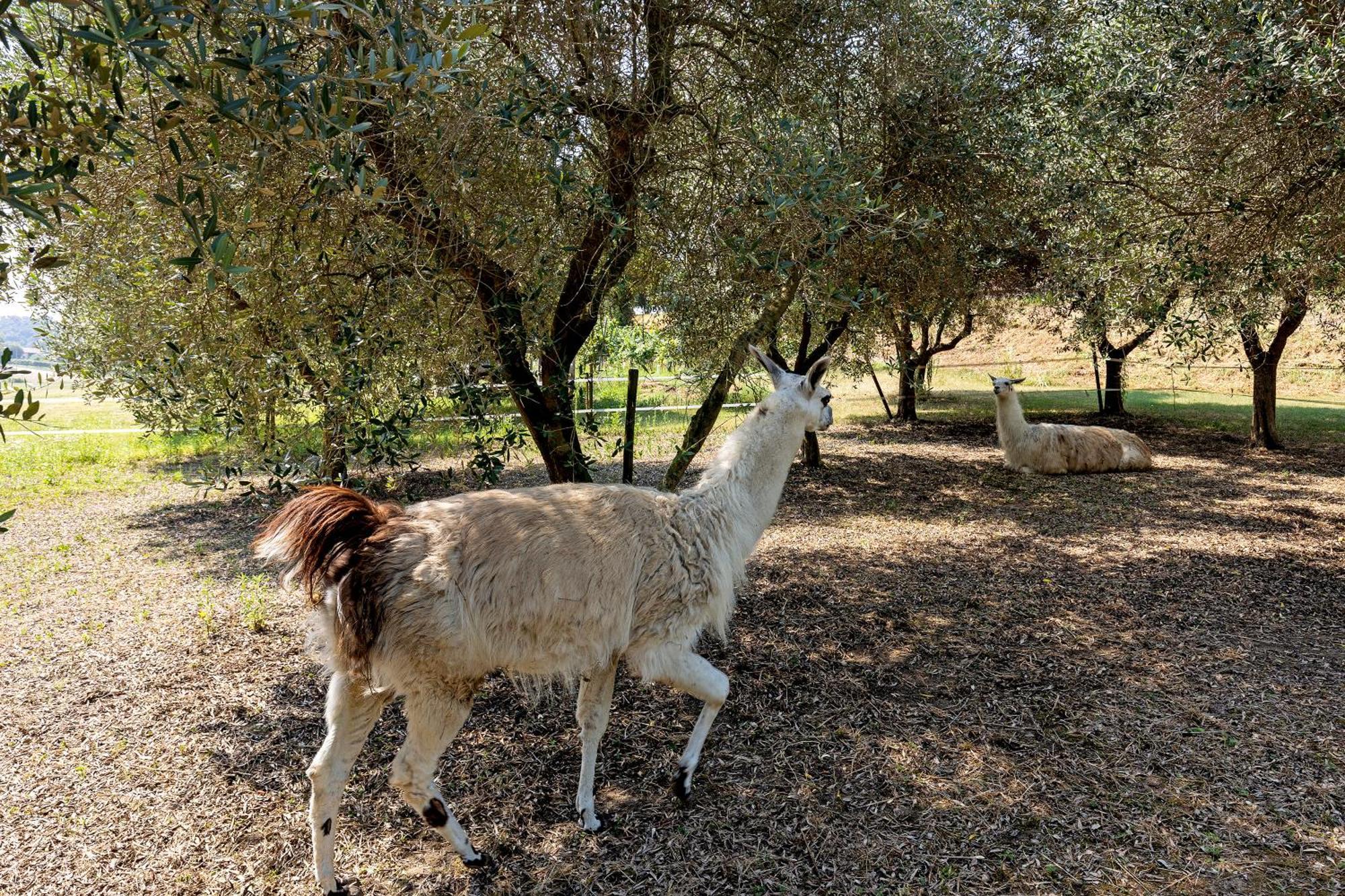 New Agriturismo Corte Olfino Monzambano Eksteriør bilde